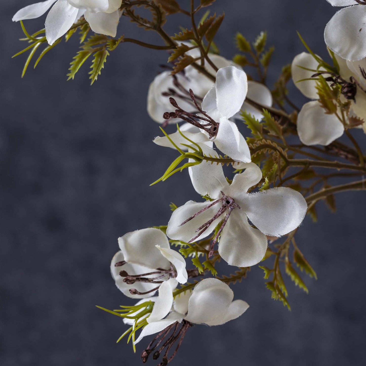 Prunus Blossom