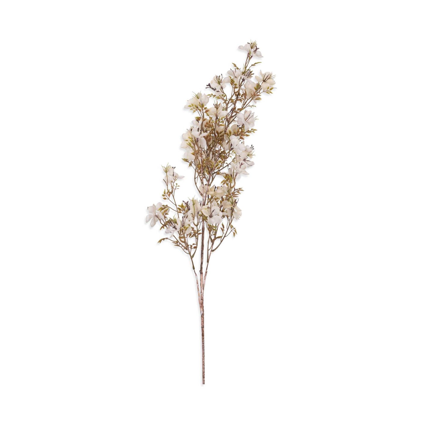 Prunus Blossom