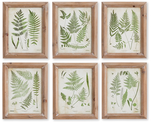 Assorted Frond Study Petite Prints