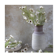 Cosmos Cream Stem