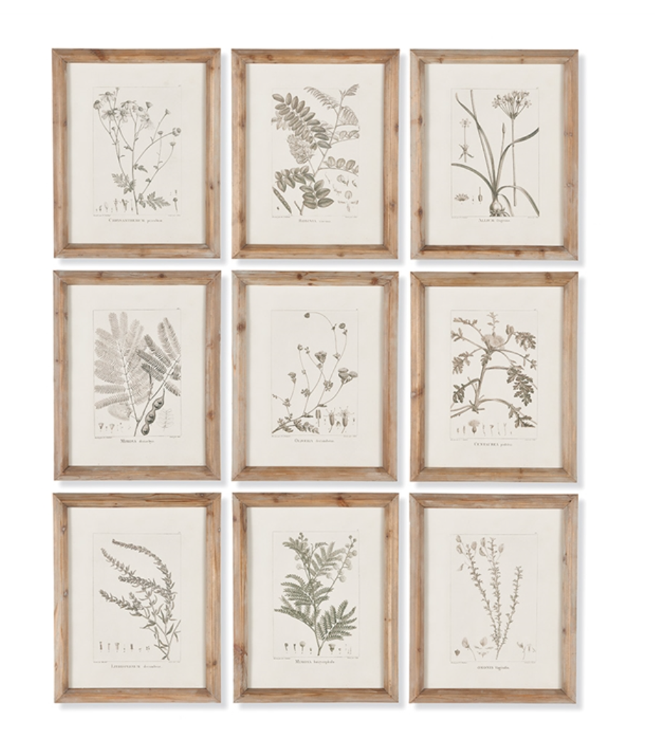 Botanical Illustrations set of 9