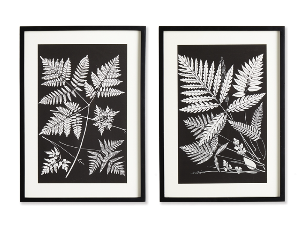 Assorted Fern Study, set of 2