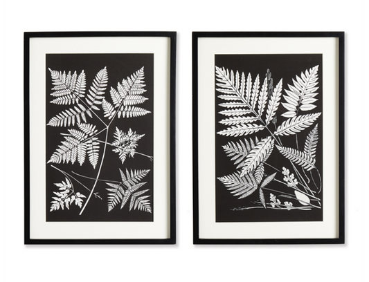 Assorted Fern Study, set of 2