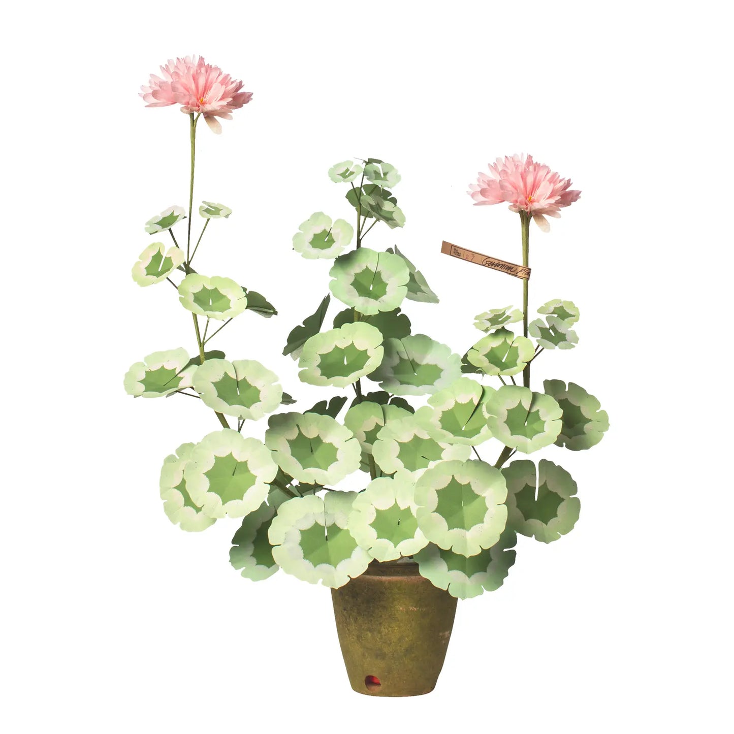 The Green Vase Geranium Plant in Blush