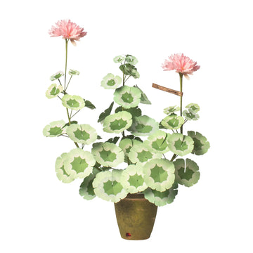 geranium succulent The Green Vase Geranium Plant in Blush – TA Lorton