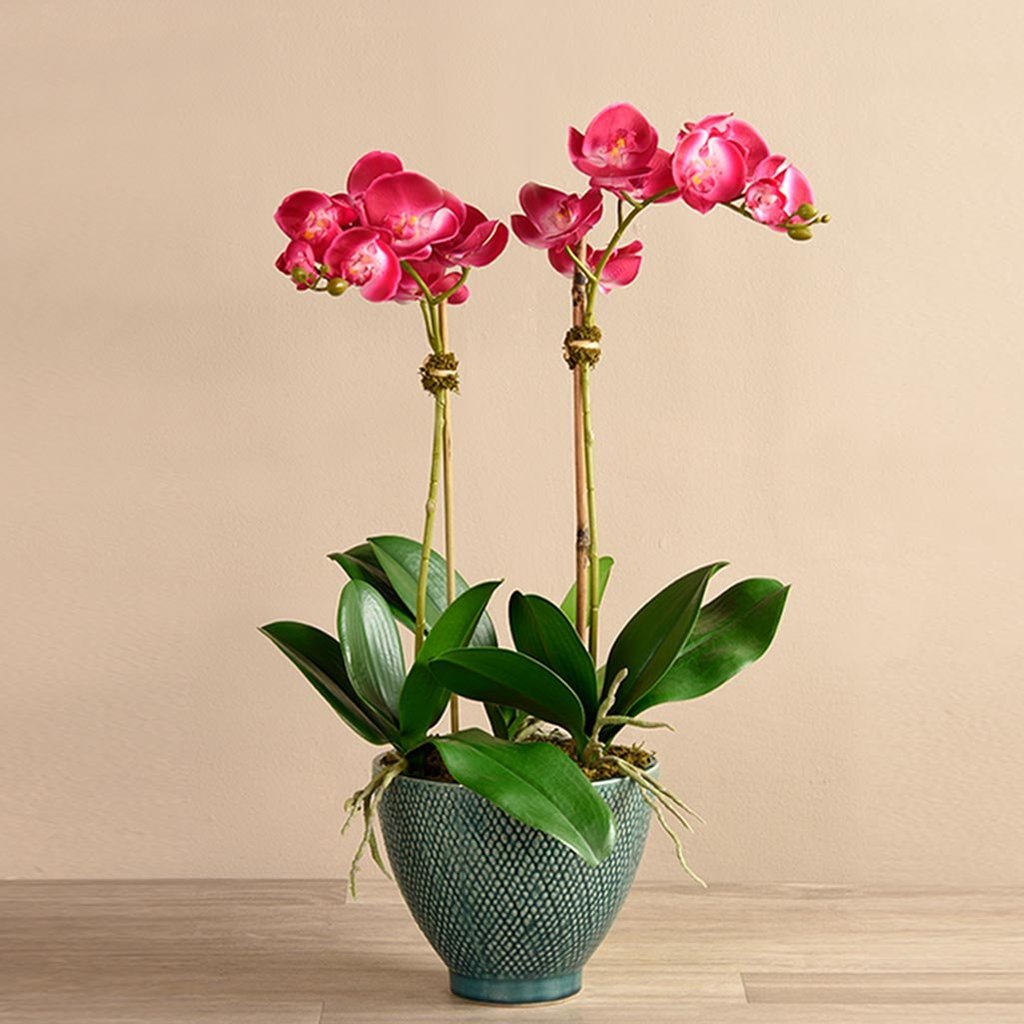 Rustic Orchid Arrangement