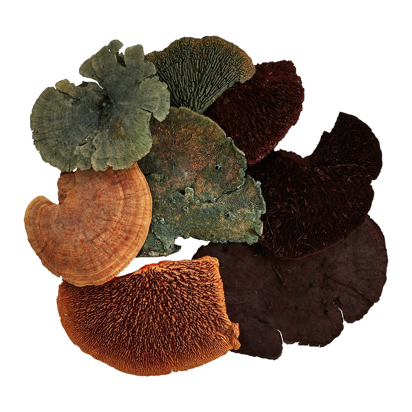 Dried Mushroom