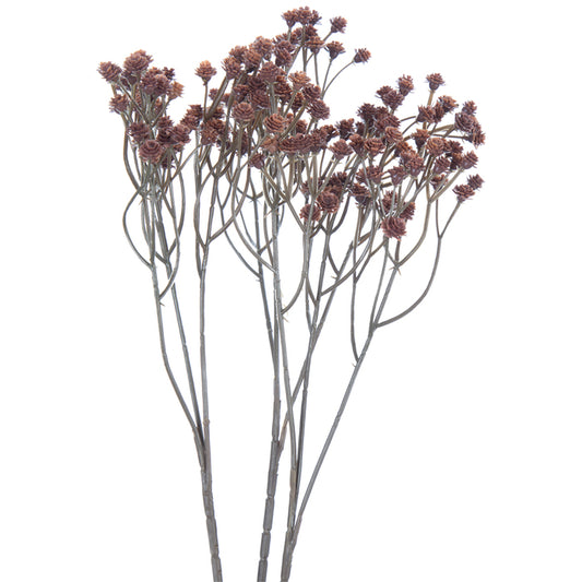Gypsophila Stem