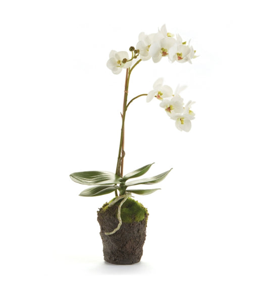Phalaenopsis Orchid