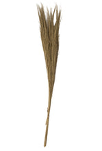Load image into Gallery viewer, Broom Grass Bunch
