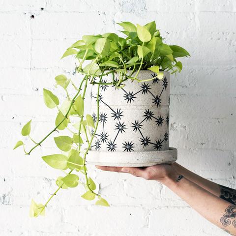 Planter: Constellations