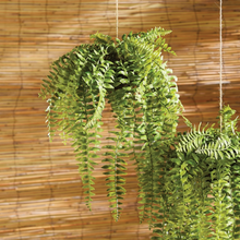 Load image into Gallery viewer, Boston Hanging Fern
