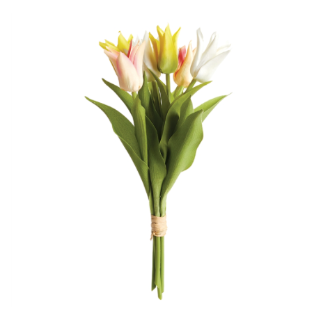 Lily Flowered Tulip