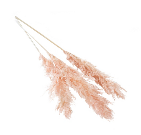 Pampas Grass 47"