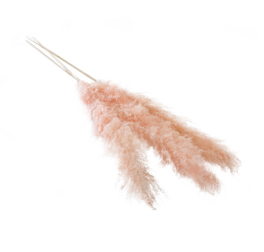 Pampas Grass 55"