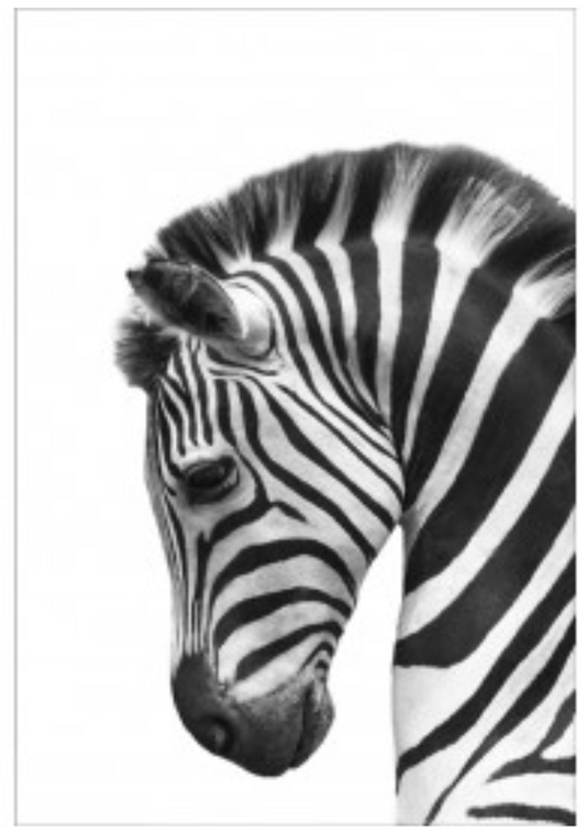 Zebra Art