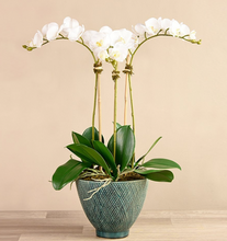 Load image into Gallery viewer, Rustic Orchid Arrangement
