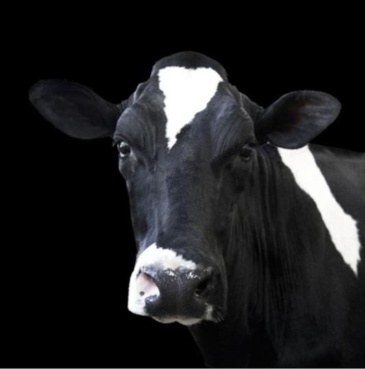 Black and White Cow