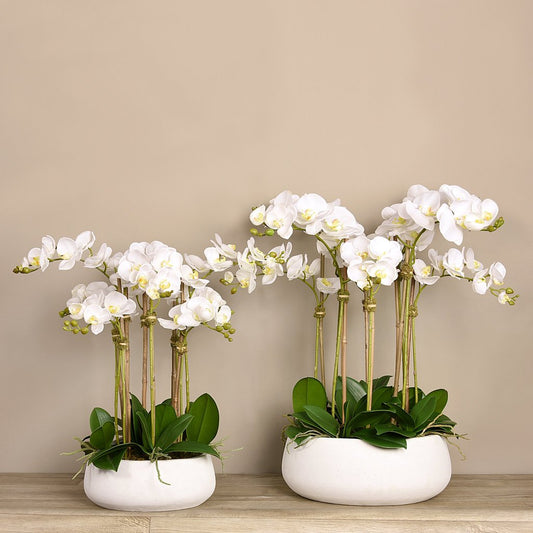 Orchid Arrangement