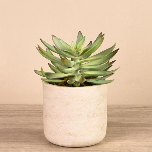 Desert Echeveria Succulent