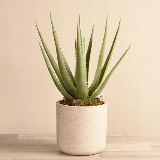 Desert Potted Aloe