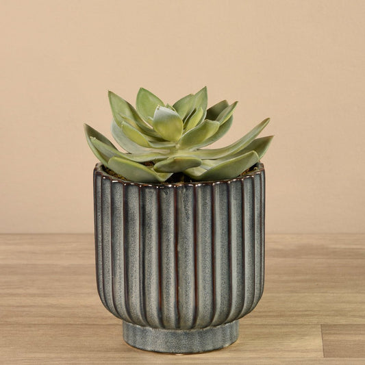 Potted Succulent