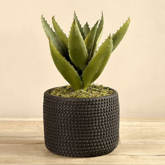 Potted Aloe