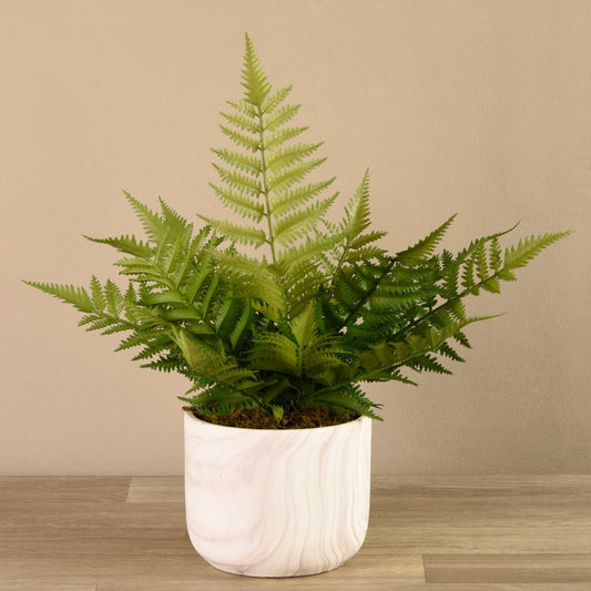 White Potted Fern
