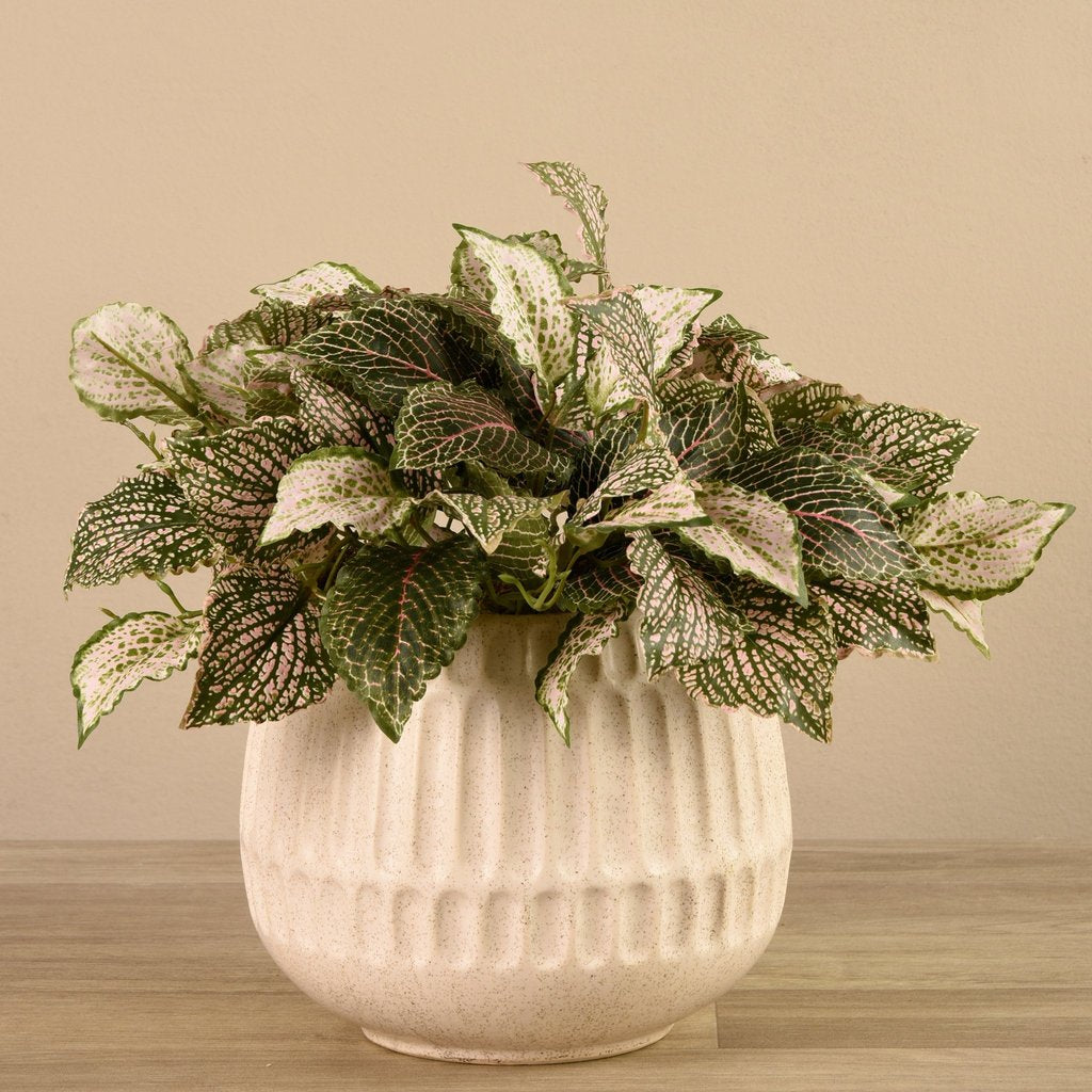 Potted Fittonia