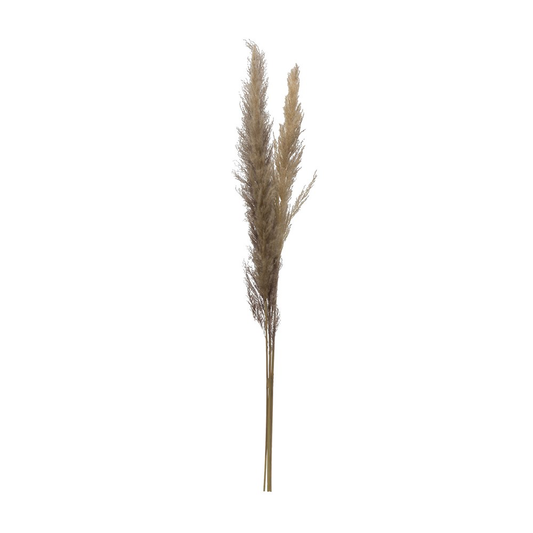 43"H Dried Natural Pampas Grass Bunch