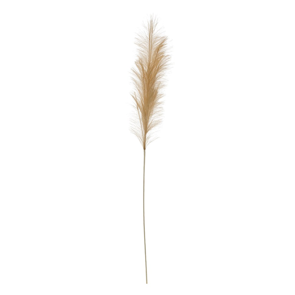 Pampas Grass