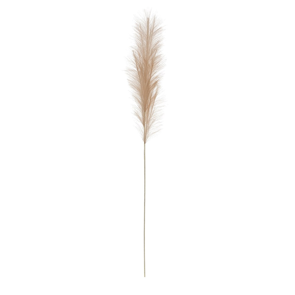 Pampas Grass