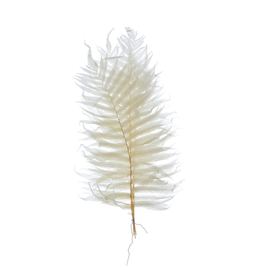 16"H Dried Natural Fern Leaf