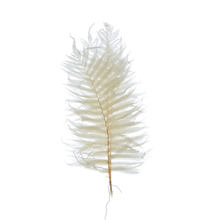 Load image into Gallery viewer, 16&quot;H Dried Natural Fern Leaf
