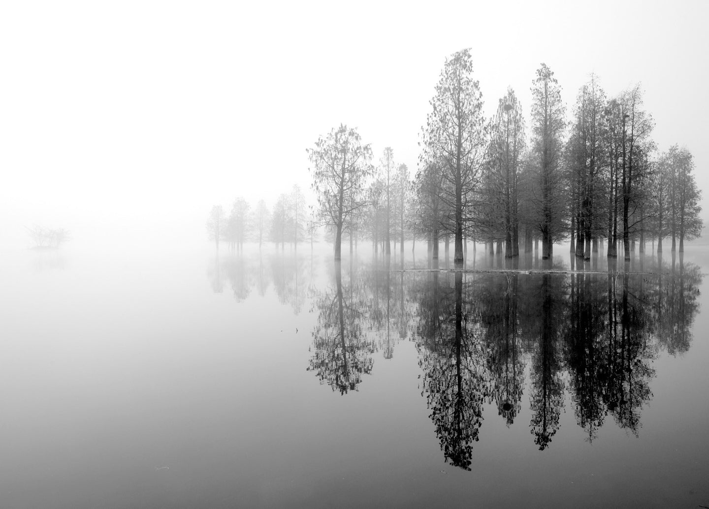 Reflections in Gray